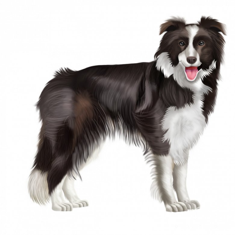 Border Collie Dog Breed - Facts and Traits