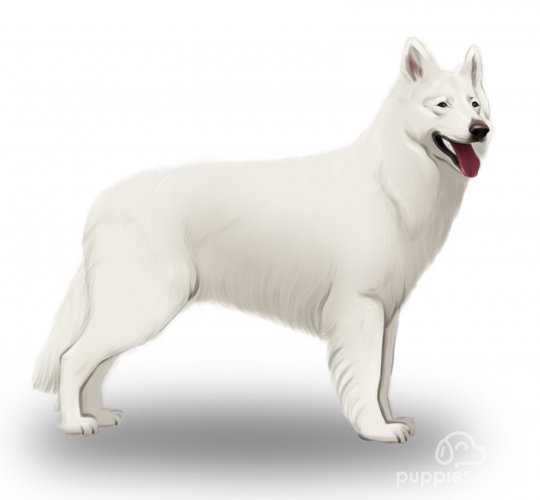 White Swiss Shepherd Dog