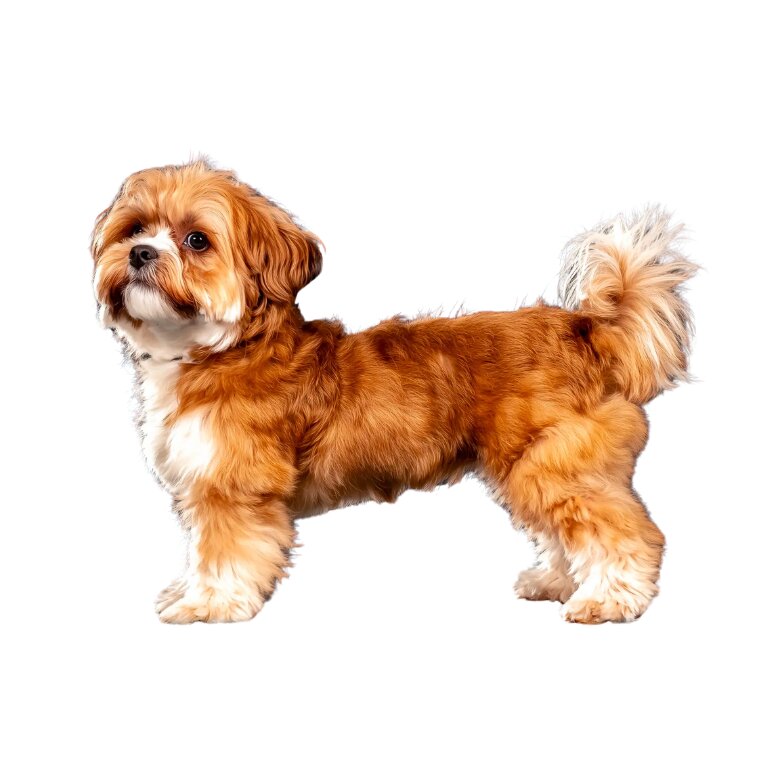 Shichon