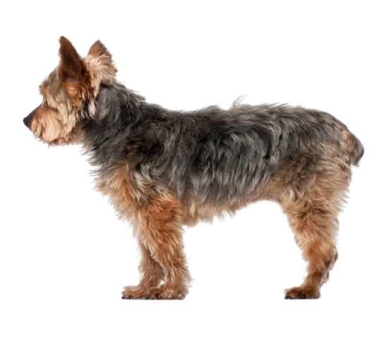 Yorkiepoo