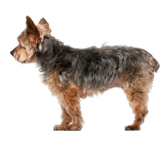 Yorkiepoo