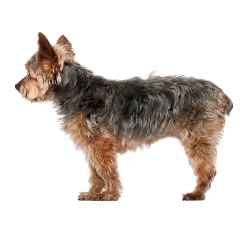 Yorkiepoo