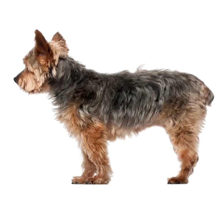 Yorkiepoo