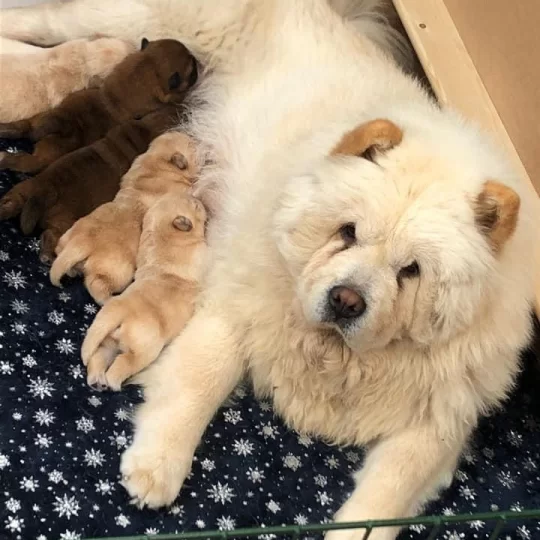Chow Chow Puppies For Sale In The Uk Puppies Co Uk