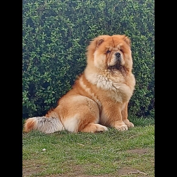 Chow Chow