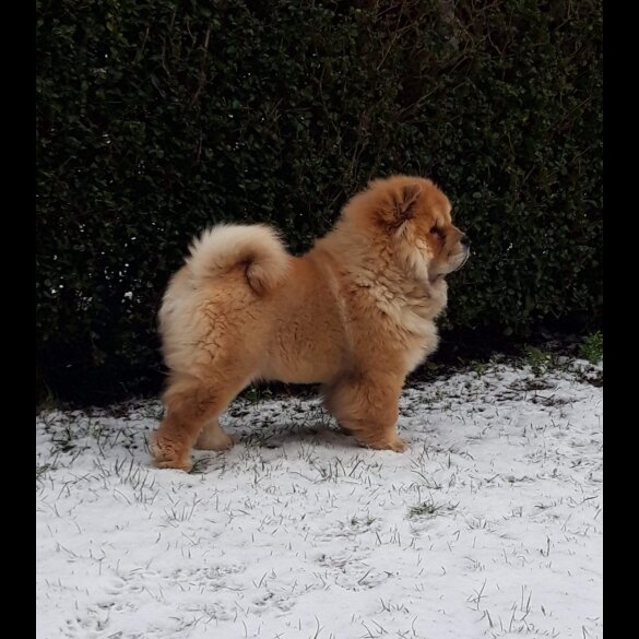 Chow Chow