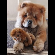 Chow Chow