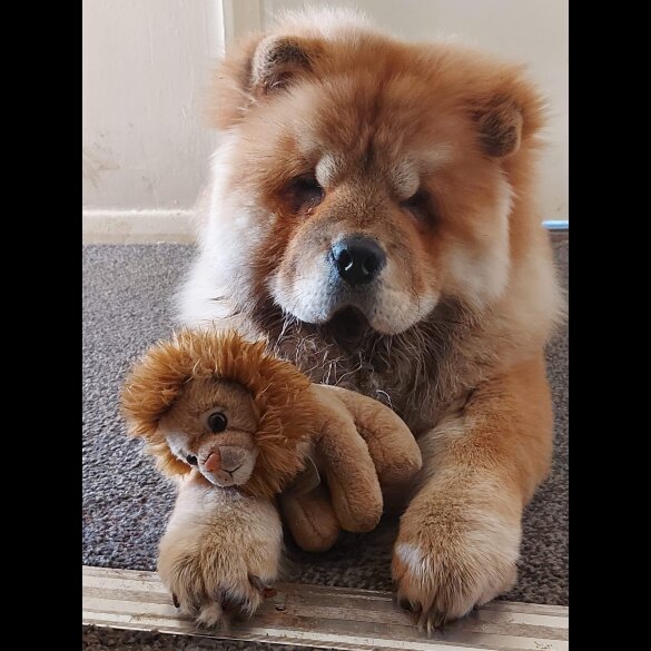 Chow Chow