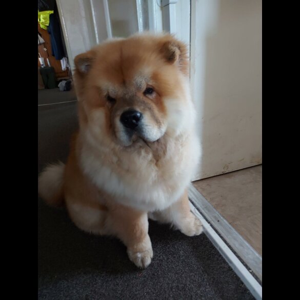 Chow Chow