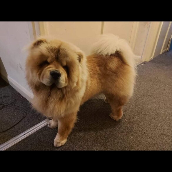Chow Chow