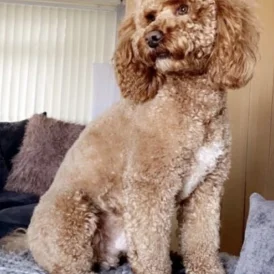 Cockapoo