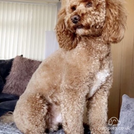 Cockapoo