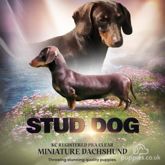 Dachshund (Standard & Miniature)