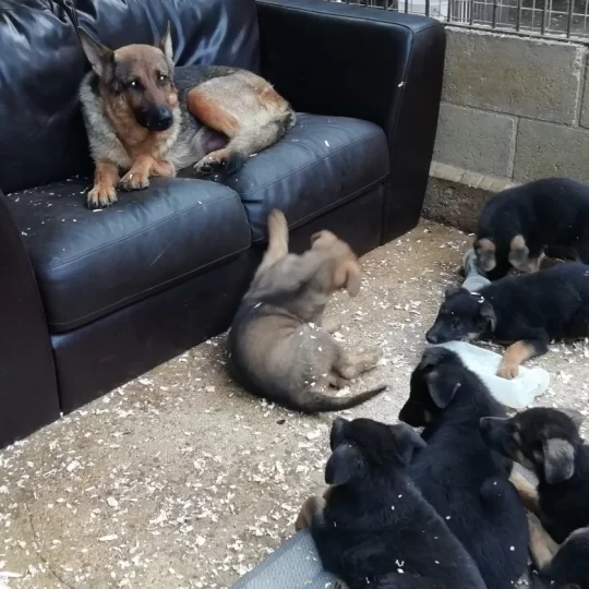 Dogs And Puppies For Sale Near Me In Southampton Hampshire Puppies Co Uk