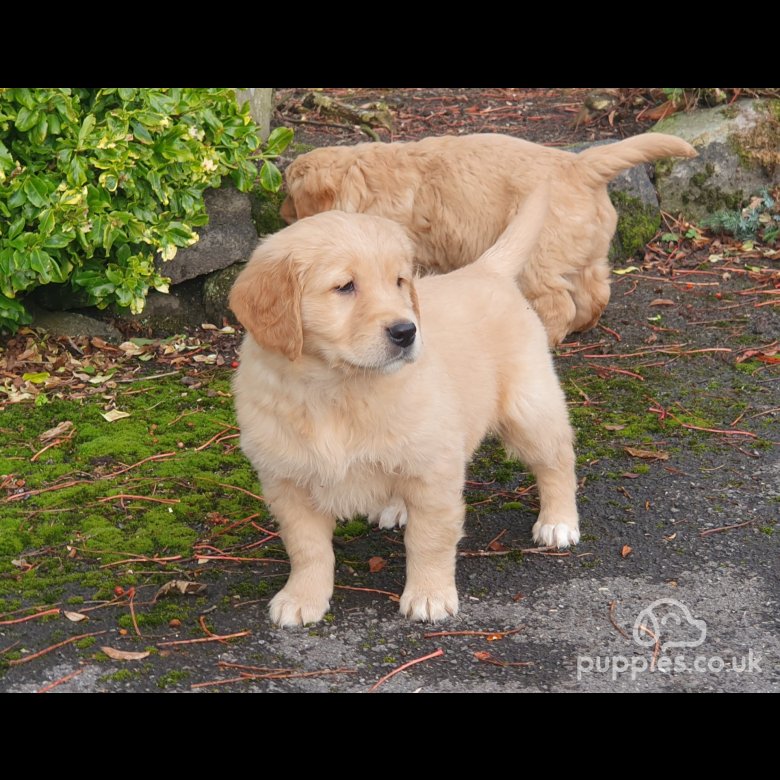 Golden Retriever Stud Cornholme West Yorkshire BEAUTIFUL KC