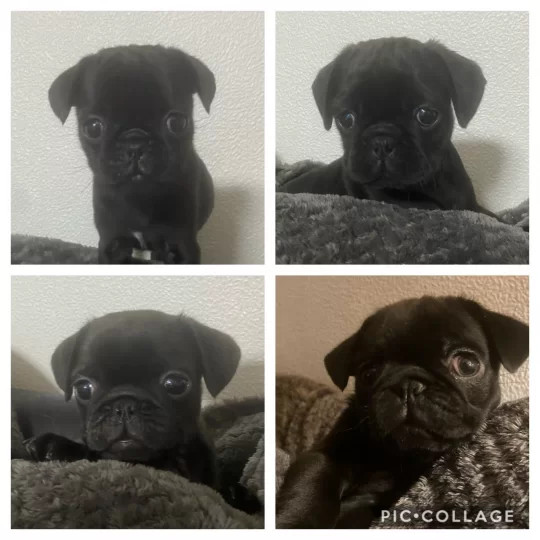 Pug Puppies For Sale Near Me In Northampton Northamptonshire Puppies Co Uk