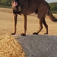 Belgian Shepherd Dog (Groenendael) - Both