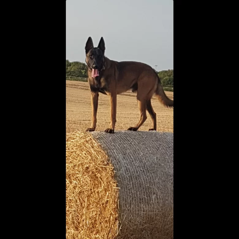 Belgian Shepherd Dog (Groenendael) - Both