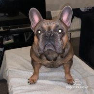 French Bulldog - Dogs