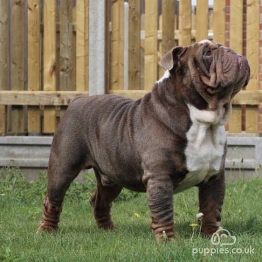 English Bulldog - Dogs