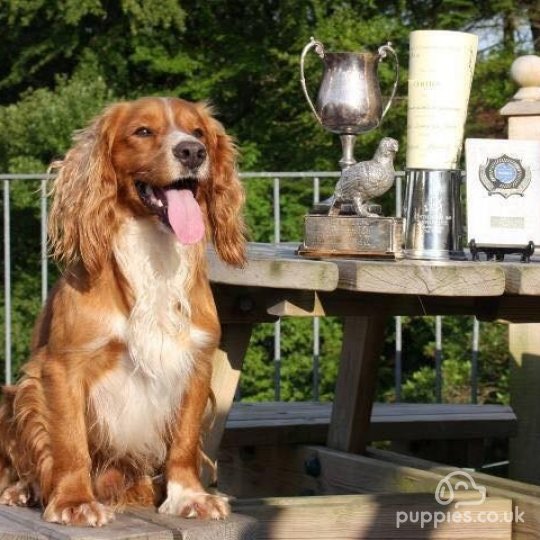 Cocker Spaniel (Working &amp; Show) - Dogs