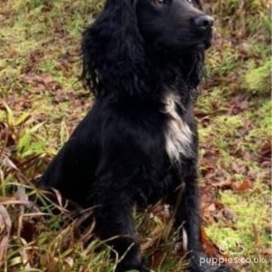 Cocker Spaniel - Dogs