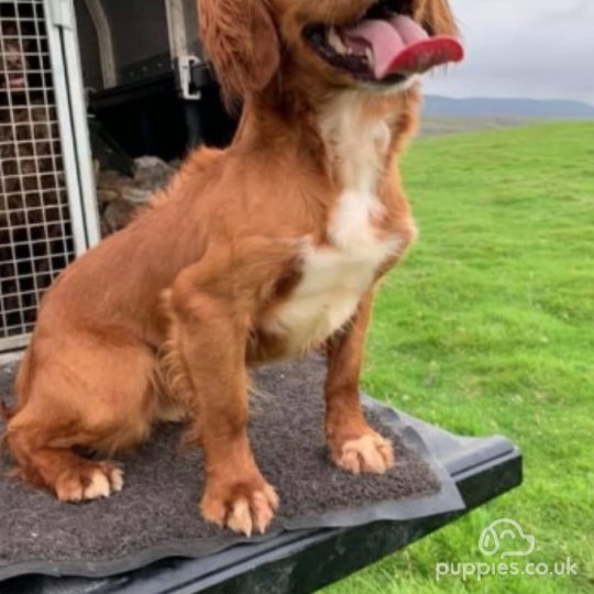 Cocker Spaniel (Working &amp; Show) - Dogs