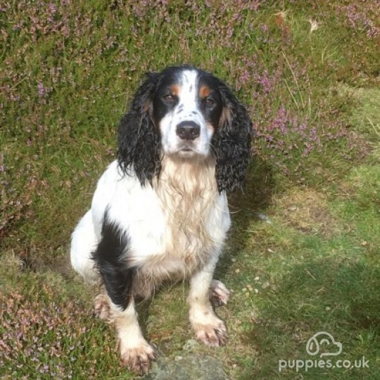 Cocker Spaniel (Working &amp; Show) - Dogs