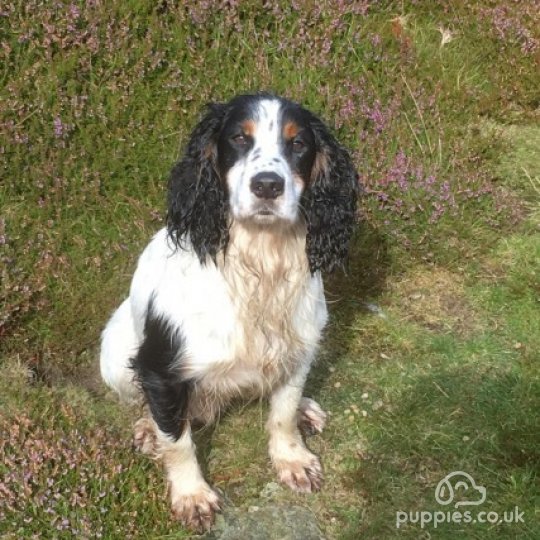 Cocker Spaniel - Dogs