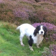 Cocker Spaniel - Dogs