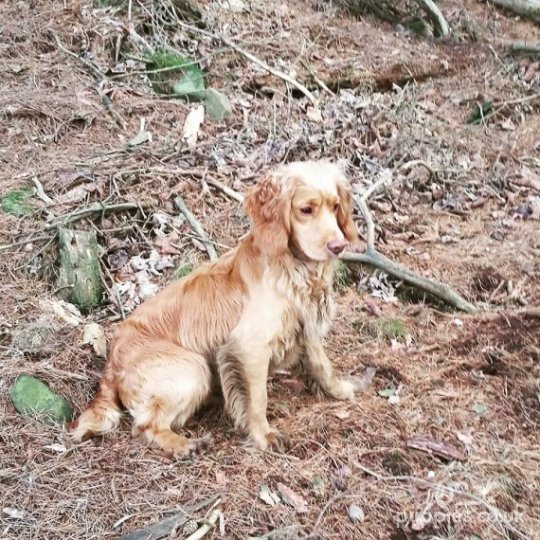 Cocker Spaniel - Dogs