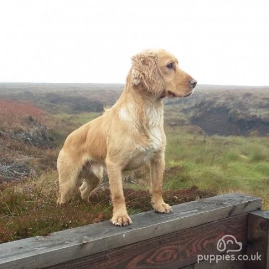 Cocker Spaniel (Working & Show) - Dogs