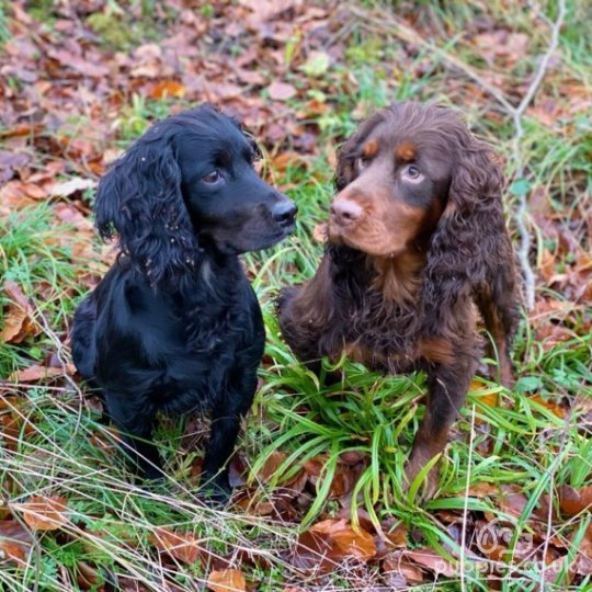 Cocker Spaniel (Working & Show) - Dogs