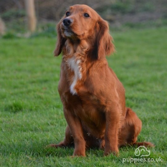 Cocker Spaniel (Working &amp; Show) - Dogs