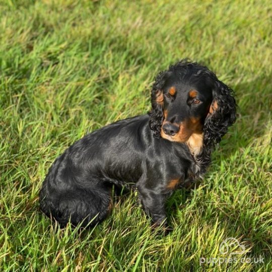 Cocker Spaniel - Dogs