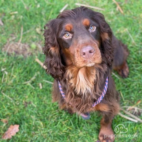 Cocker Spaniel (Working & Show) - Dogs