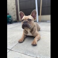 French Bulldog - Dogs