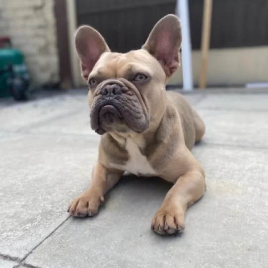 Dogs For Stud Near Me In Liverpool Merseyside Puppies Co Uk