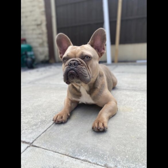 French Bulldog - Dogs