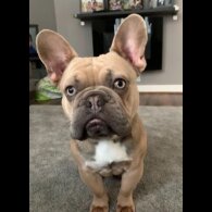 French Bulldog - Dogs
