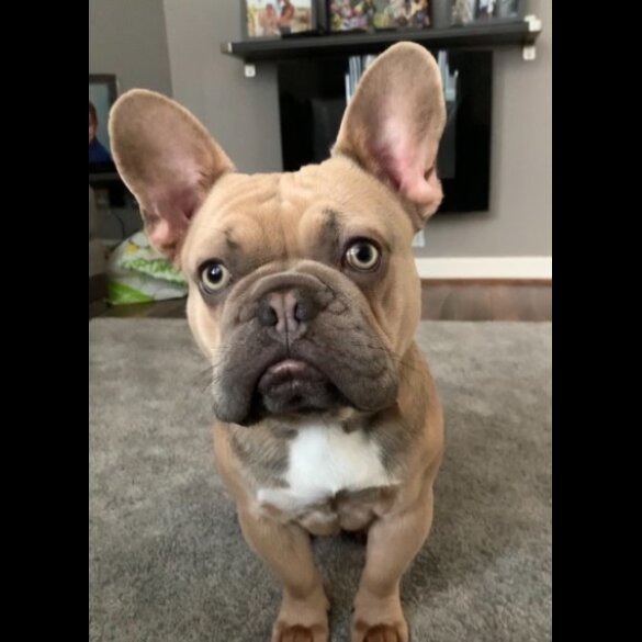 French Bulldog - Dogs