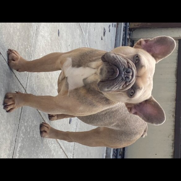 French Bulldog - Dogs