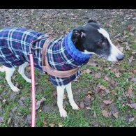 Greyhound - Dogs