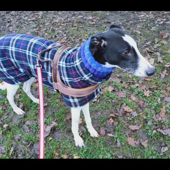 Greyhound - Dogs