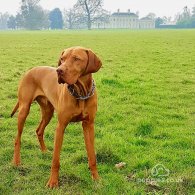 Hungarian Vizsla - Dogs