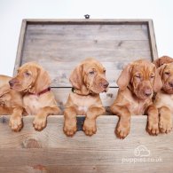 Hungarian Vizsla - Dogs