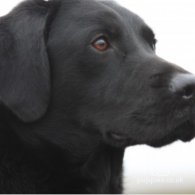 Labrador Retriever - Dogs