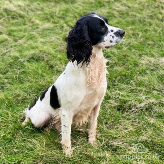 English Springer Spaniel - Dogs