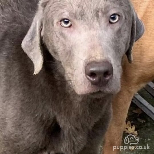 Labrador Retriever - Dogs