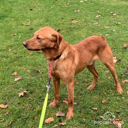 Labrador Retriever - Dogs